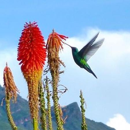 San Pedro Ceremonies & Retreats in Pisac, Cusco, Peru